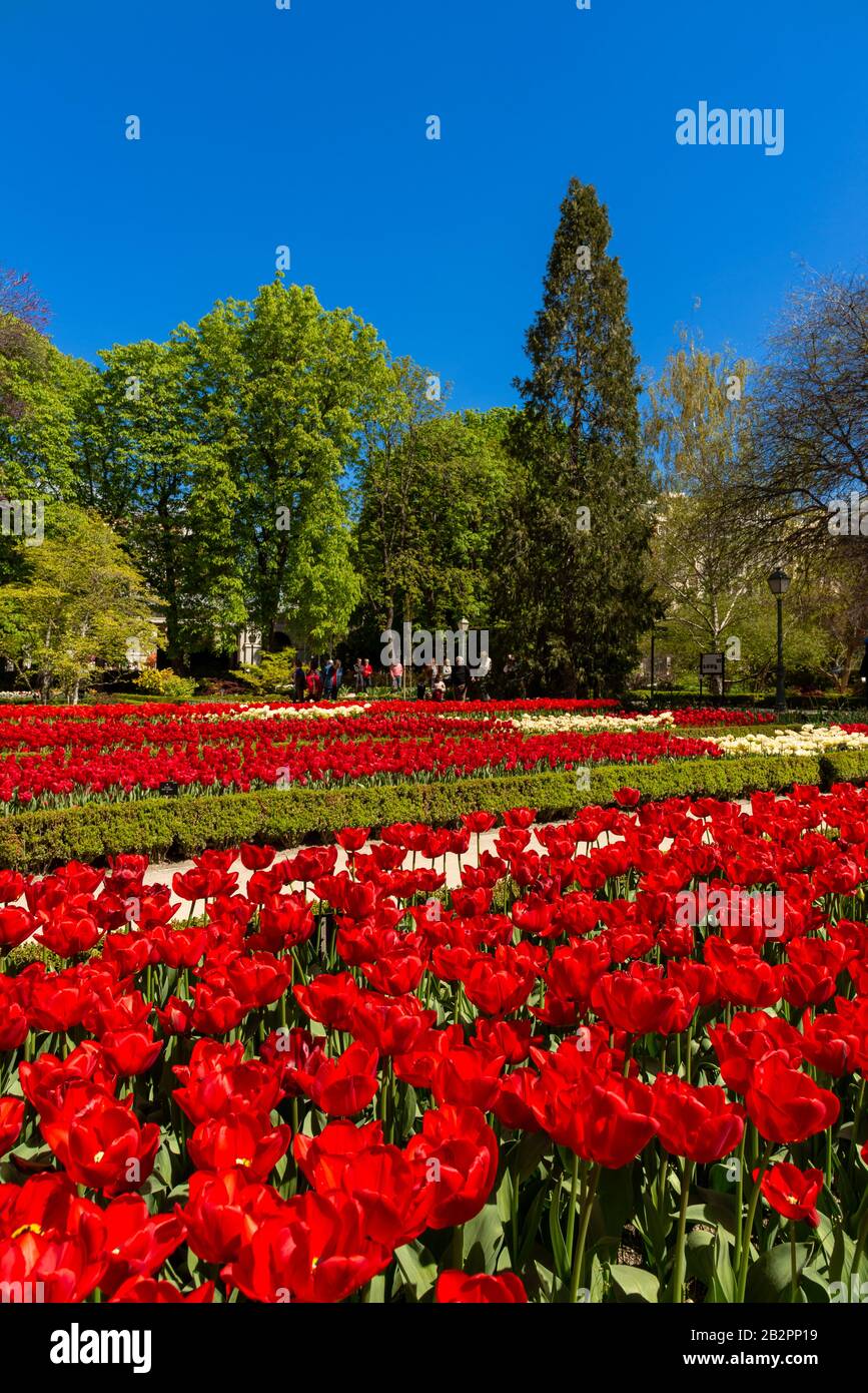 Rote Tulpen in die Royal Botanical Gardens, Madrid, Spanien Stockfoto