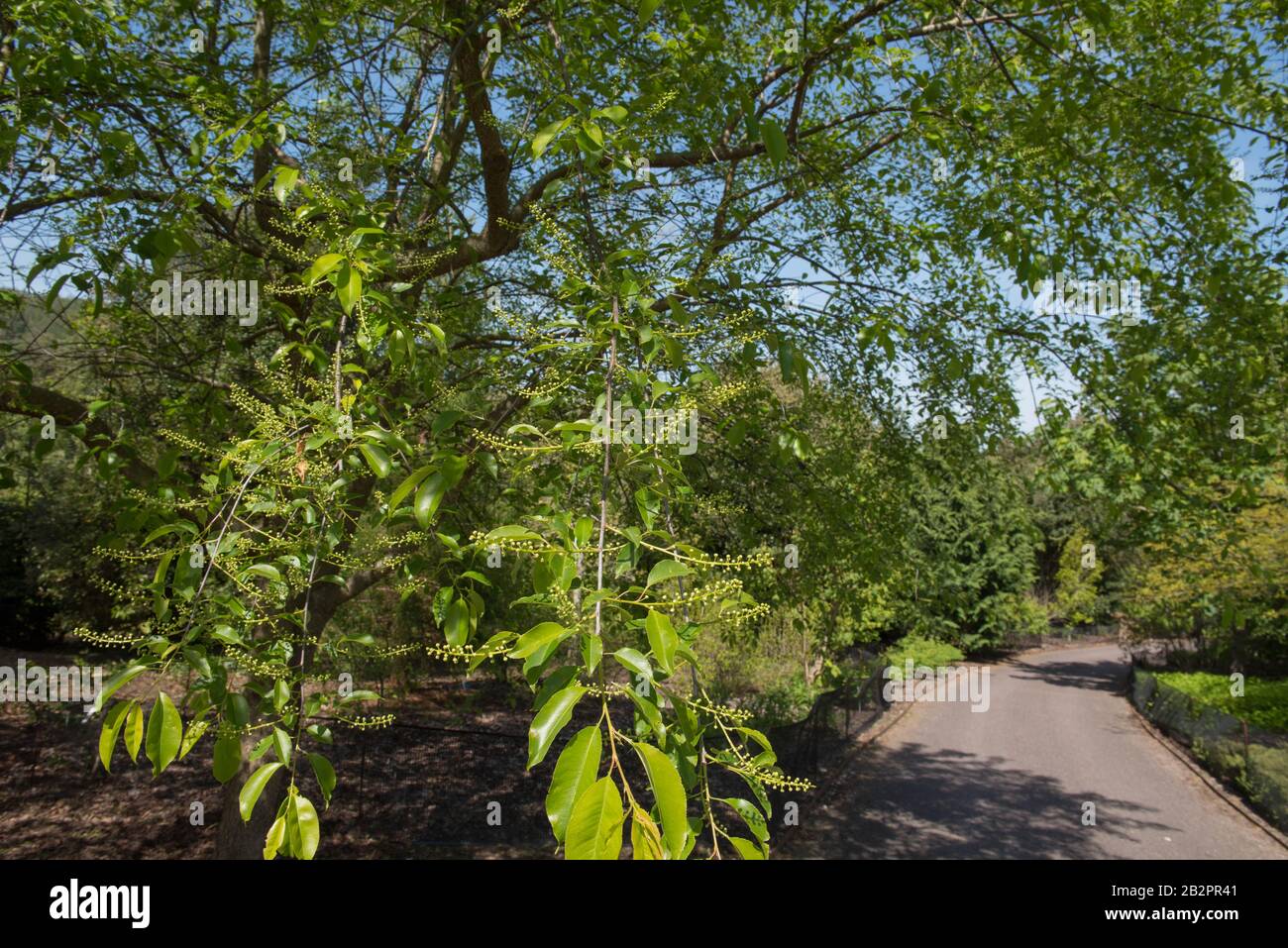 Frühlingslaub und Beeren eines schwarzen Kirschbaums (Prunus serotina) in einem Park im ländlichen Devon, England, Großbritannien Stockfoto