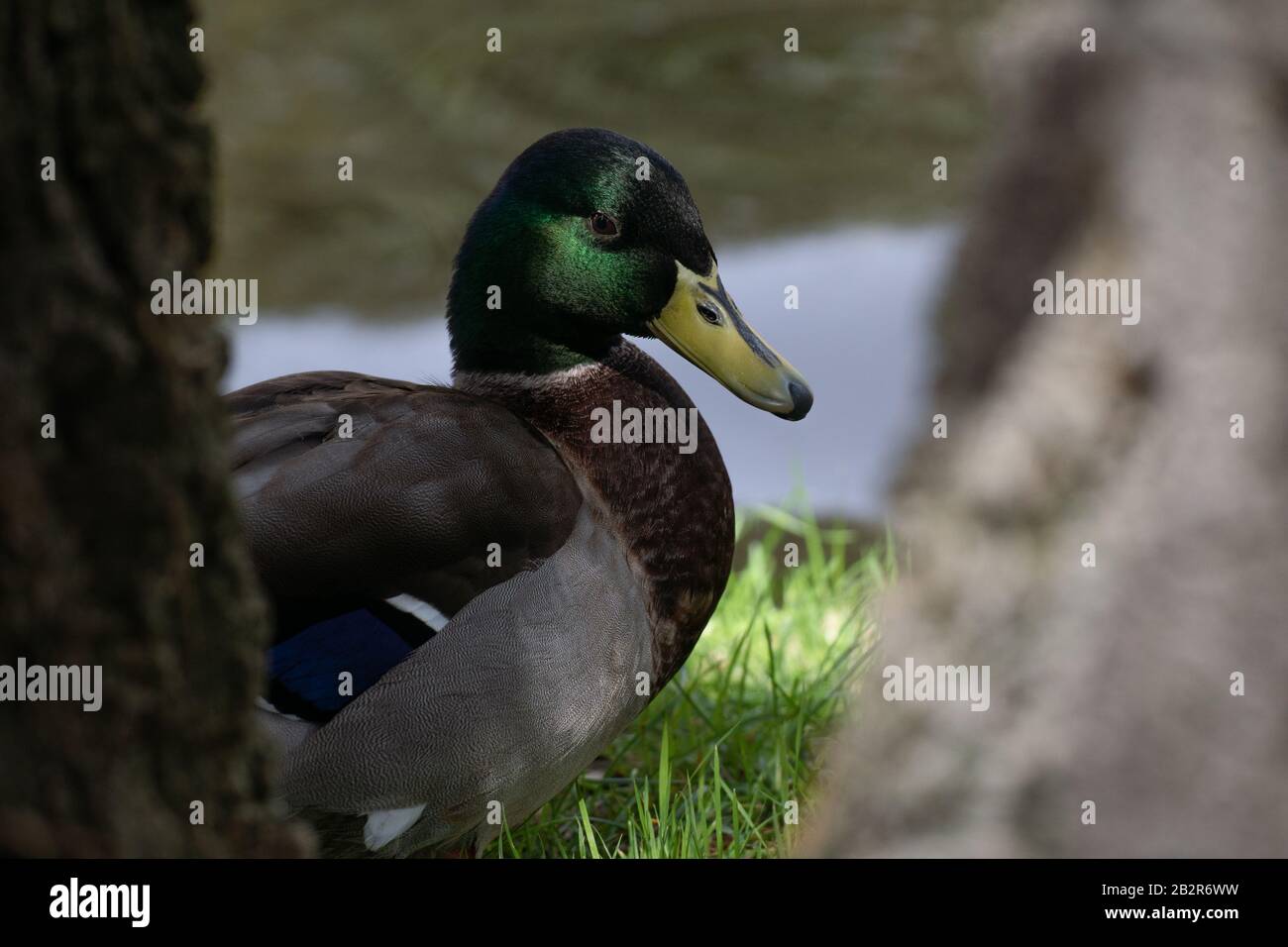 Porträt einer männlichen Mallard-Ente zwischen zwei Stämmen, neben einem Teich Stockfoto