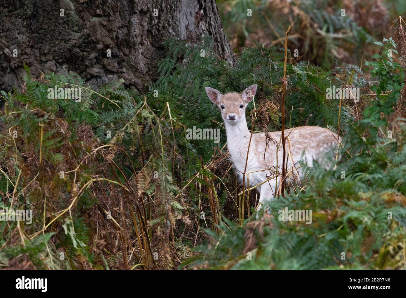 Winziger Fallow Deer Fawn (Dama dama) Stockfoto