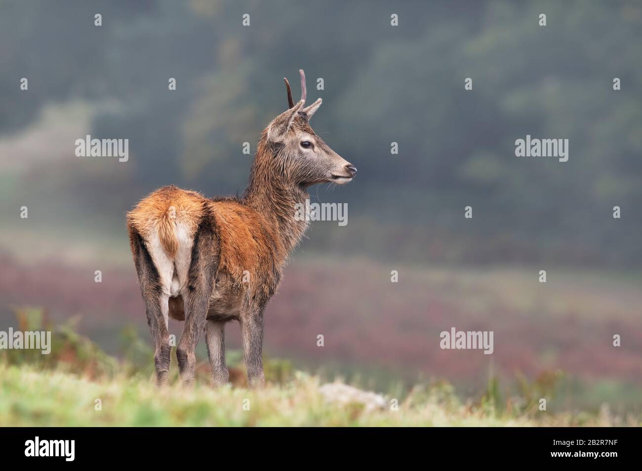 Junger Roter Deer Stag (Cervus elaphus) Stockfoto