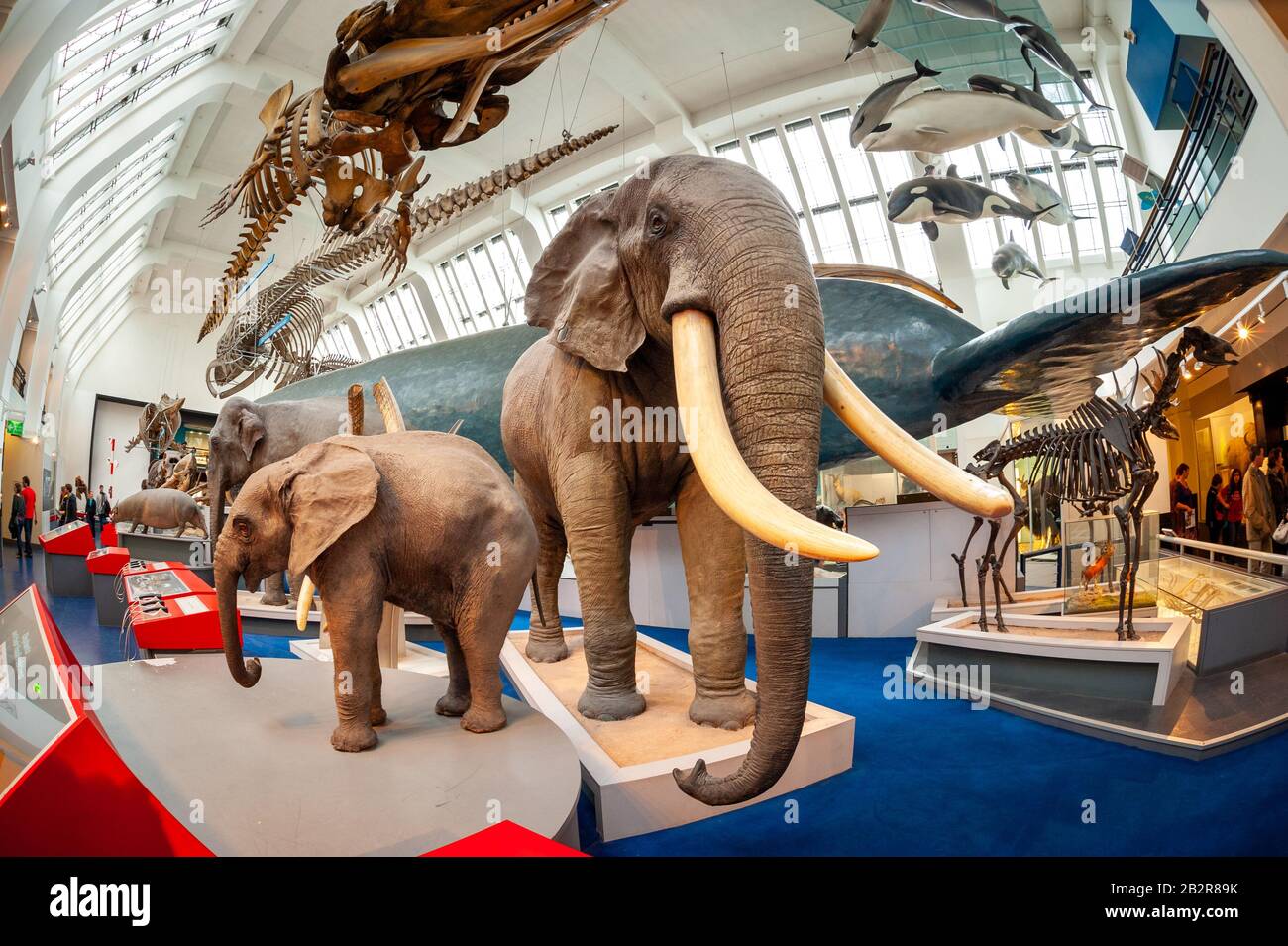 Lebensgroße Modelle von Säugetieren im Natural History Museum, London, UK Stockfoto