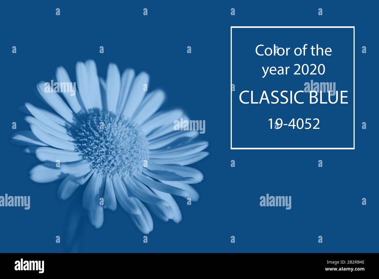 Kamille in Farbe Pantone klassisch blau 2020. Farbe des Jahres. Monochromes Foto. Stockfoto