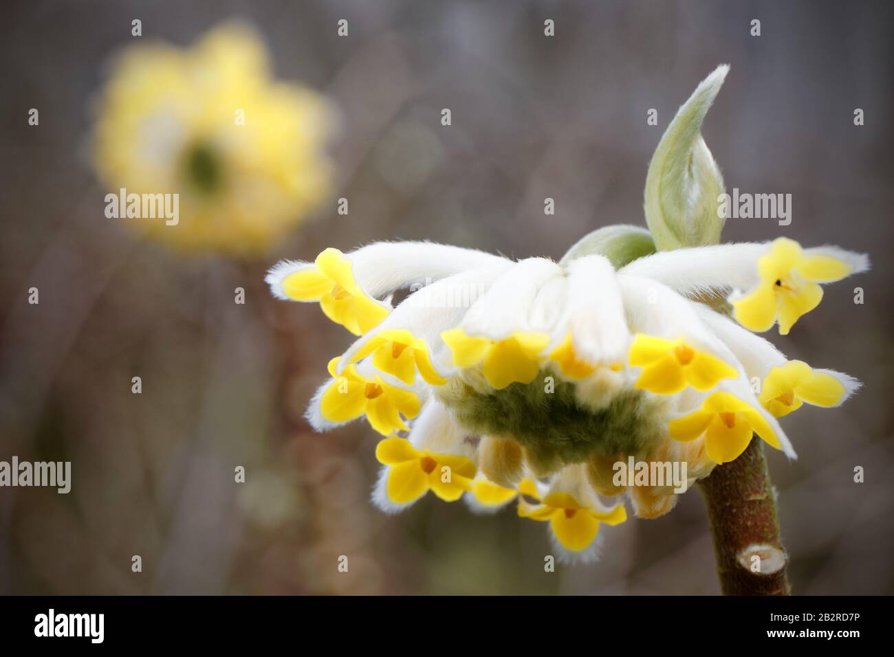 Edgeworthia chrysantha Nahaufnahme Stockfoto