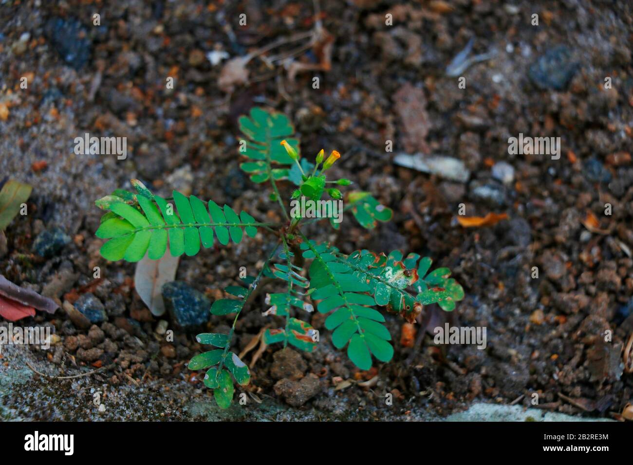 Biophytum sensitivum, auch als kleine Baumpflanze bekannt, ist eine Pflanzenart der Gattung Biophytum der Familie Oxalidaceae. Stockfoto
