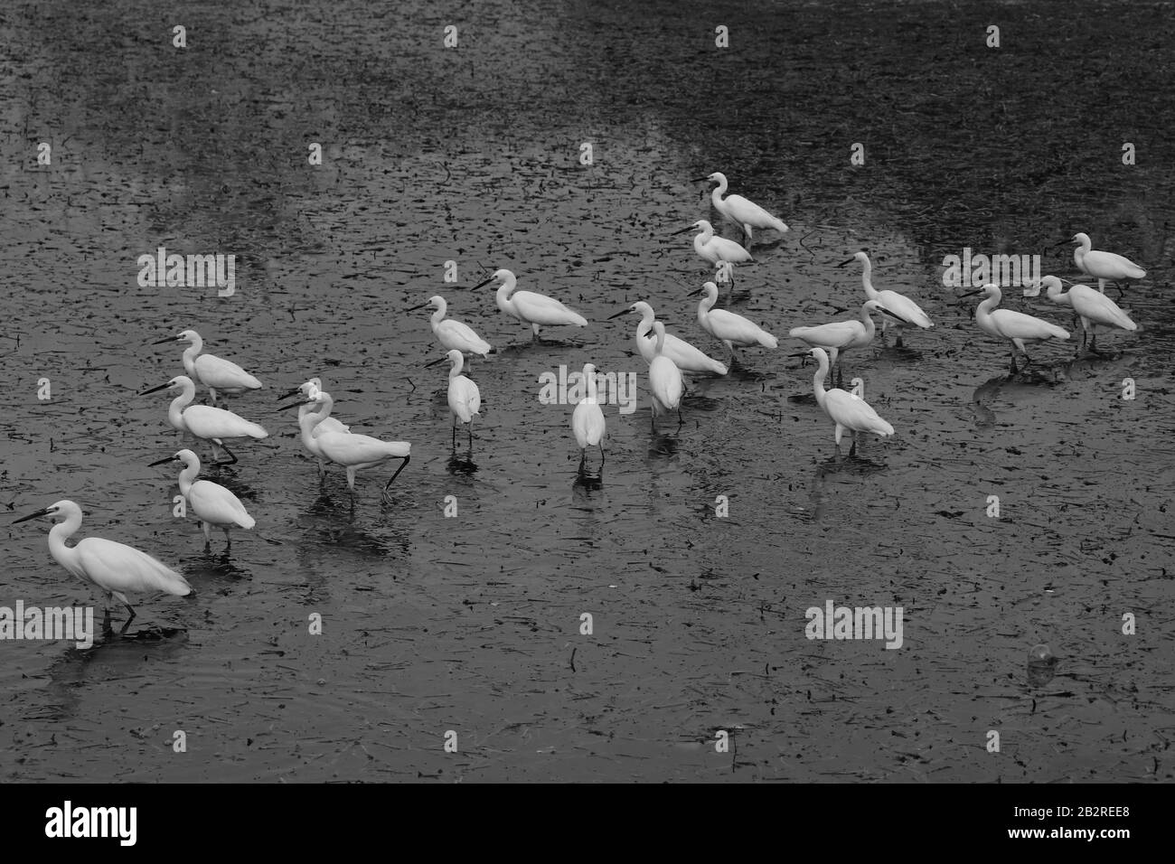 Reiher sind Reiher, die weißes oder Buff Gefieder haben, eine Gruppe von Reiher Vögel jagen Fische in einem Teich im Park Stockfoto