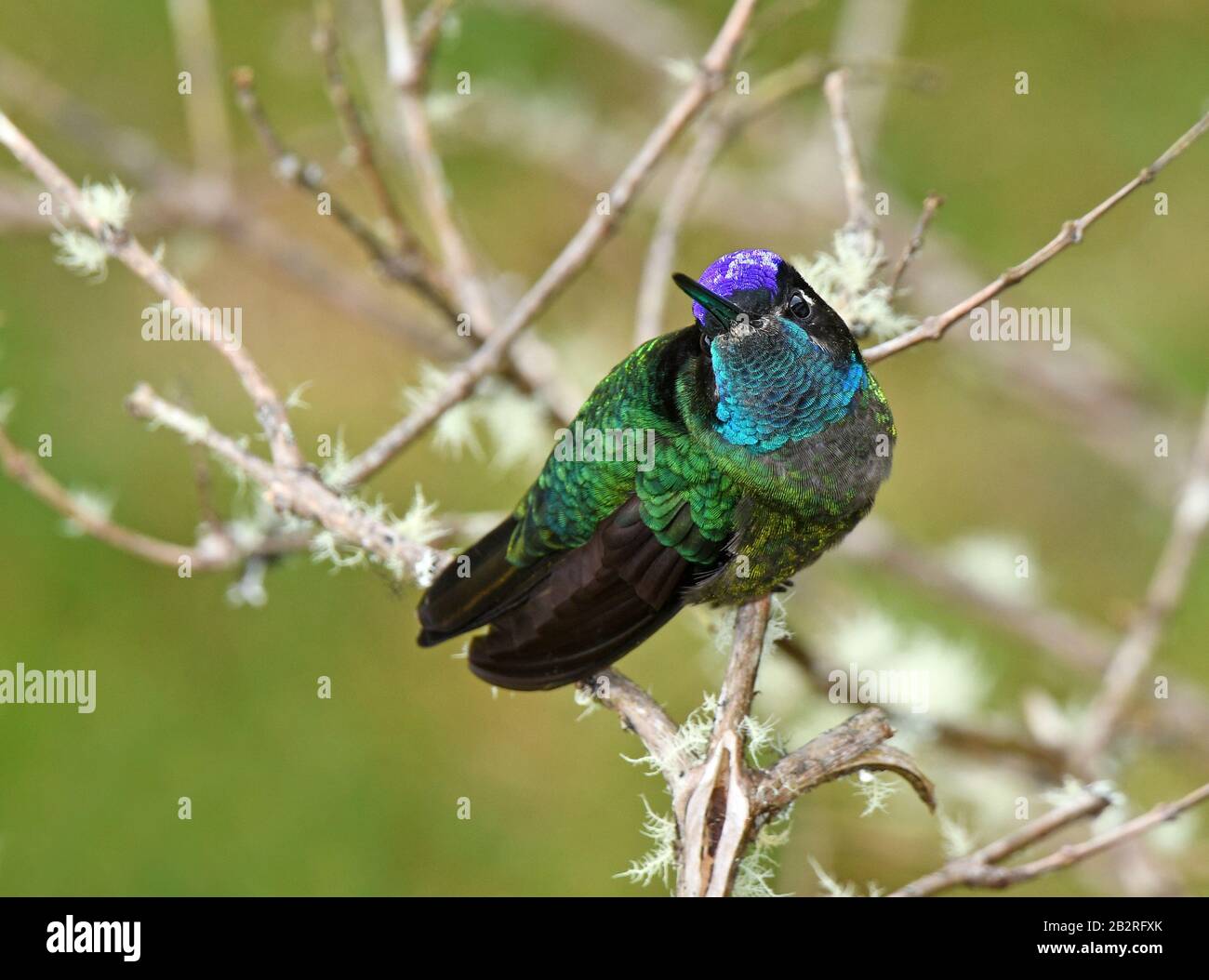 Indigo-kappte Hummingbird, Amazilia Cyanifrons Stockfoto