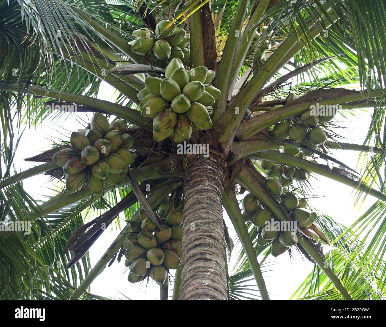 Grüne Kokosnuss im Baum Stockfoto