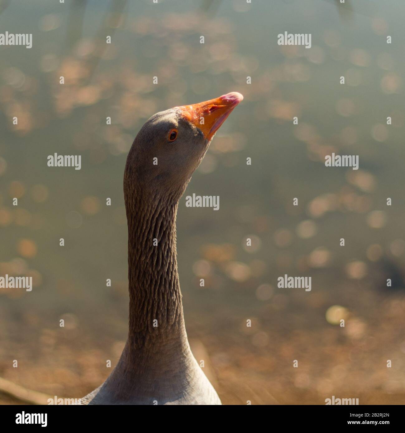 Große graue Gans auf einem Teich im Herbst Stockfoto