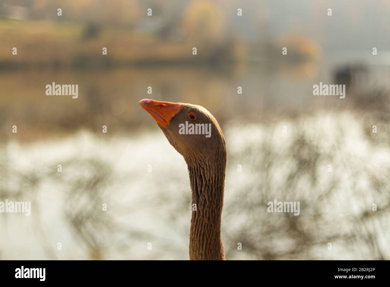 Große graue Gans auf einem Teich im Herbst Stockfoto