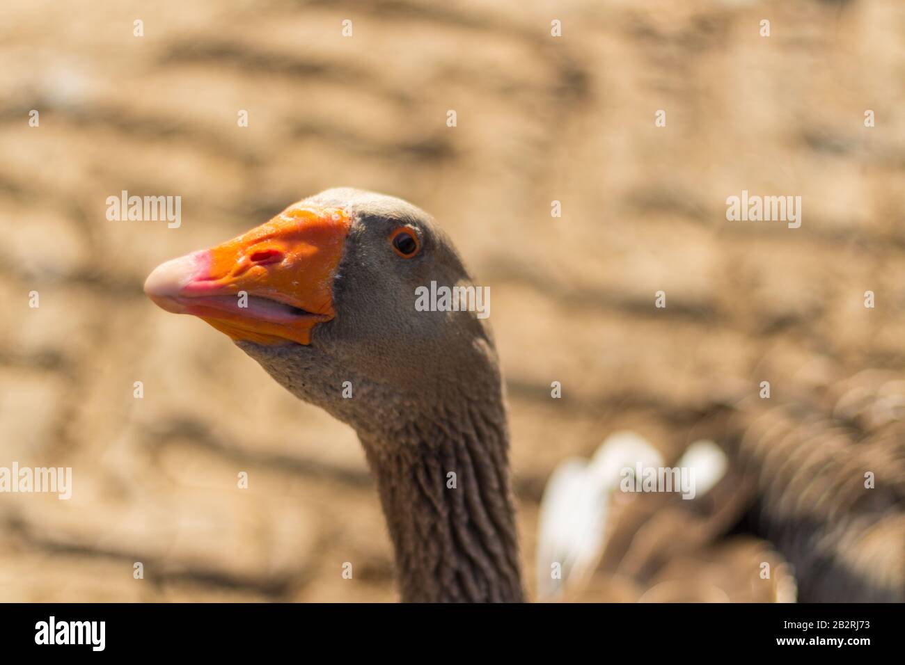 Große graue Gans auf einem Teich im Herbst Stockfoto