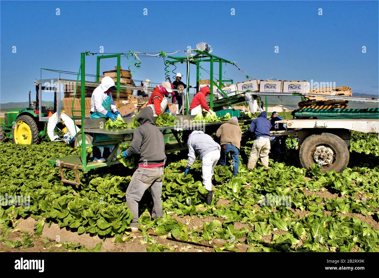 Verpacken und stapeln von Salat für den Versand in Supermärkte im Süden Kaliforniens durch Picker und Landarbeiter aus Lateinamerika, die legal sind Stockfoto