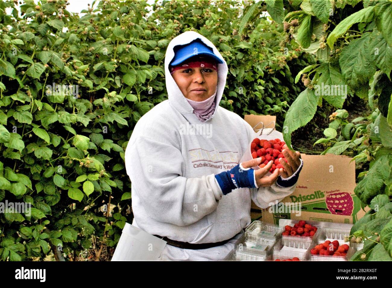 Eine Latino-Frau mit Felderdbeeren, die innerhalb von 2 Stunden in Supermärkte geht und schützende äußere Kleidung trägt, damit Lebensmittel sauber und sicher sind Stockfoto