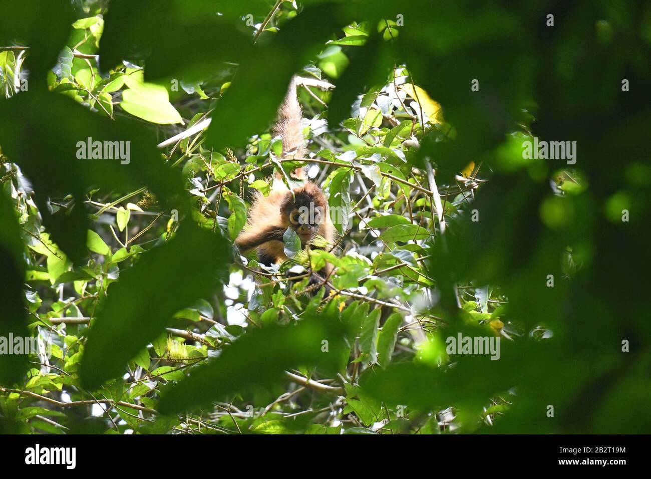 Spider monkey in Costa Rica Stockfoto