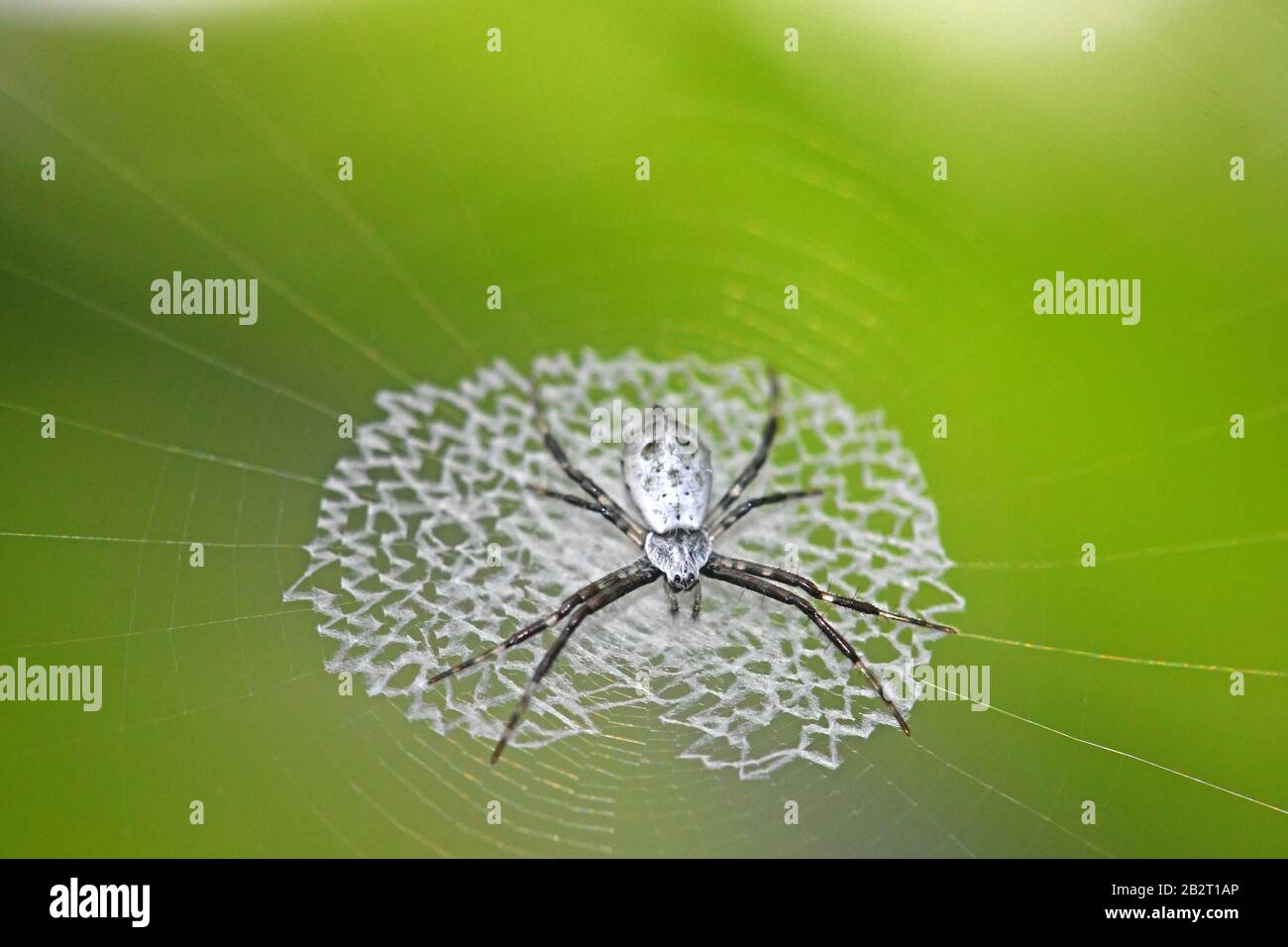 Argiope Spider, Costa Rica Stockfoto