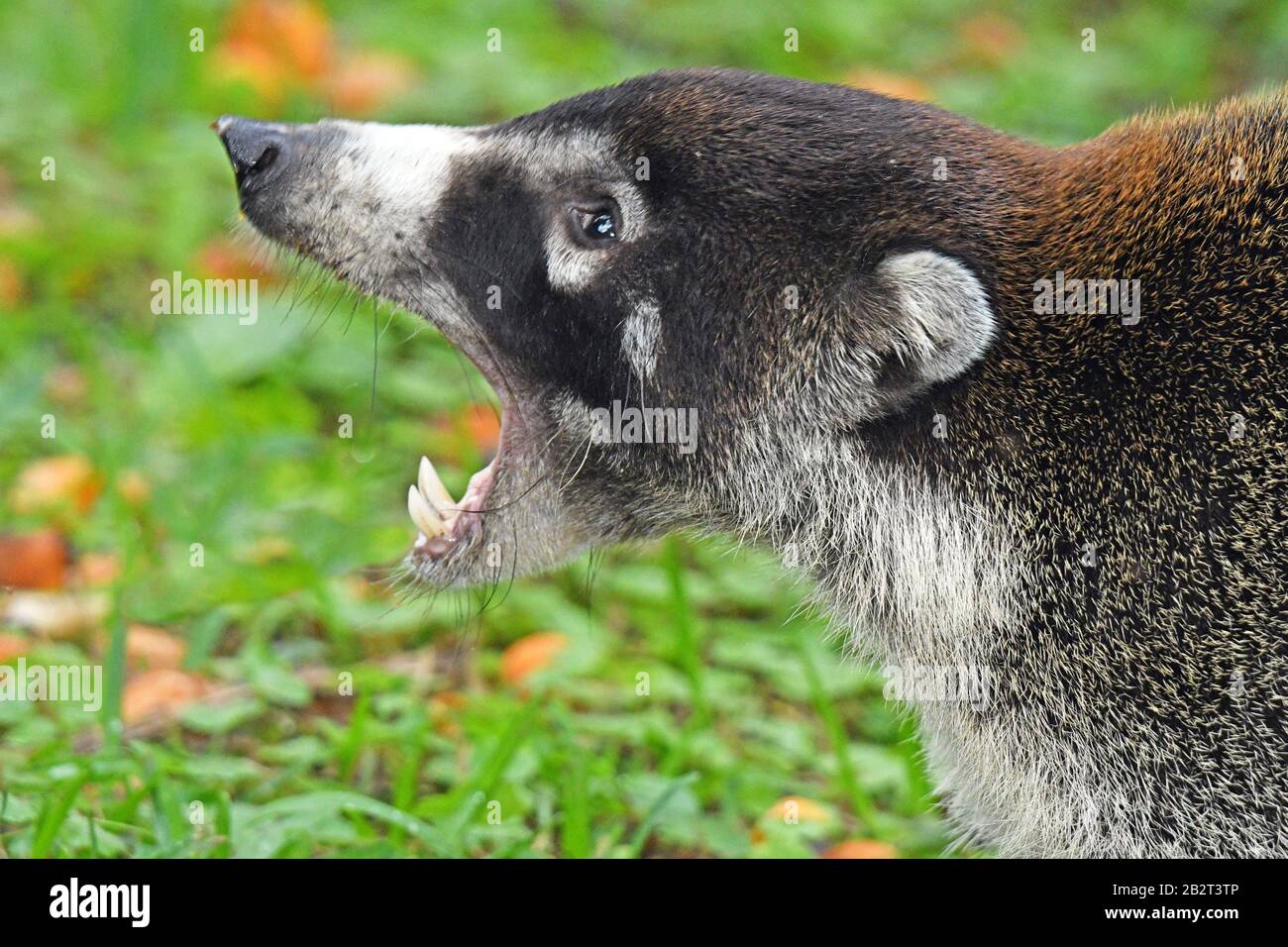 Weiß-nasierte Koati, offener Mund, Costa Rica Stockfoto