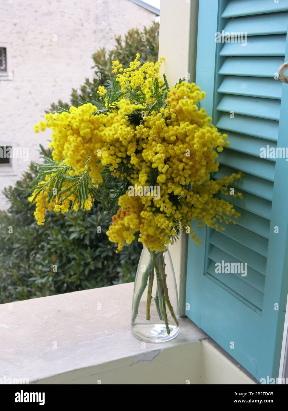 Hohe Glasvase mit einem großen Haufen blühender gelber Mimosen, die auf einer Fensterbank gegen türkisfarbene Rollläden steht Stockfoto