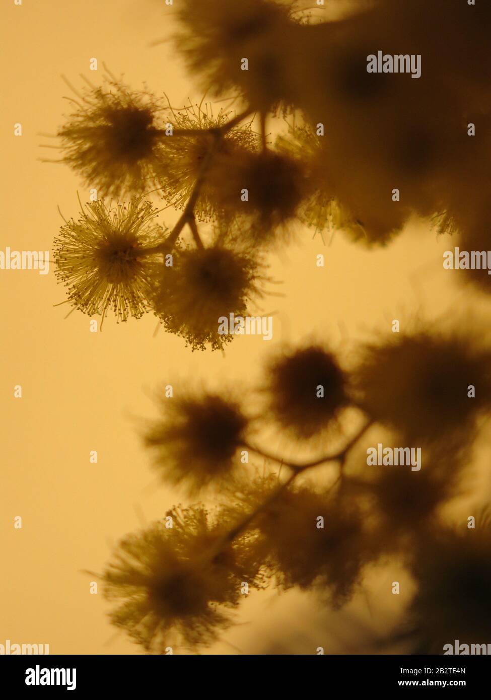 Nahaufnahme der gelben Pom-pom Puppen auf einer Spring-blütenenden Mimose Stockfoto