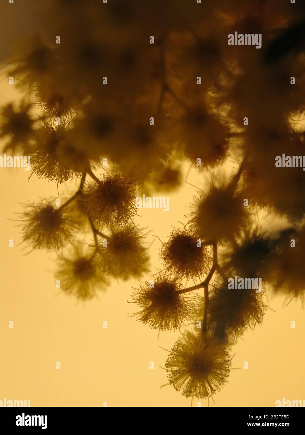 Nahaufnahme der gelben Pom-pom Puppen auf einer Spring-blütenenden Mimose Stockfoto
