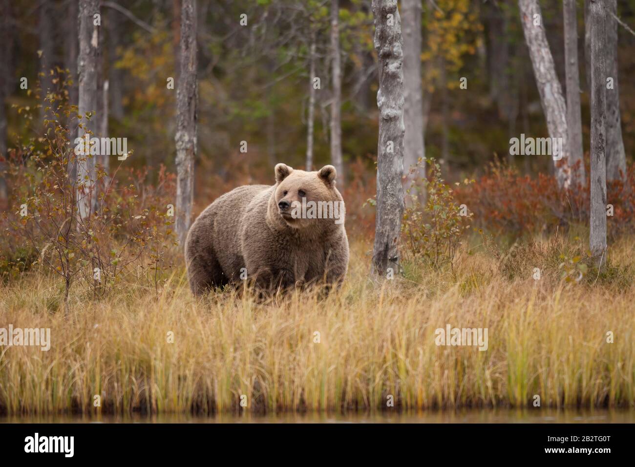 Braunbär (Ursus arctos), Jungtier im Herbstwald der finnischen Taiga, Kainuu, Nordkarelien, Kuhmo, Finnland Stockfoto