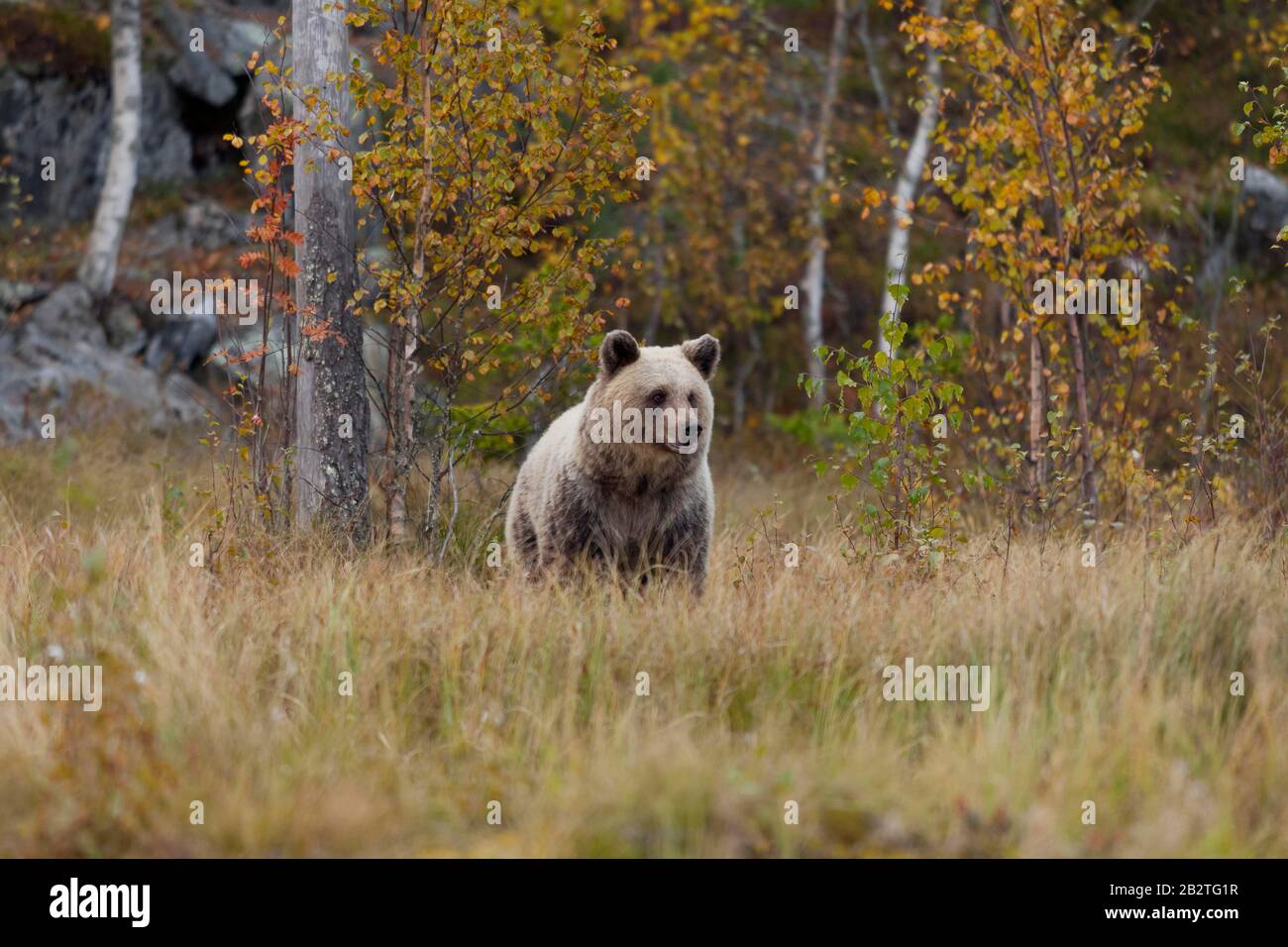 Braunbär (Ursus arctos), Jungtier im Herbstwald der finnischen Taiga, Kainuu, Nordkarelien, Kuhmo, Finnland Stockfoto