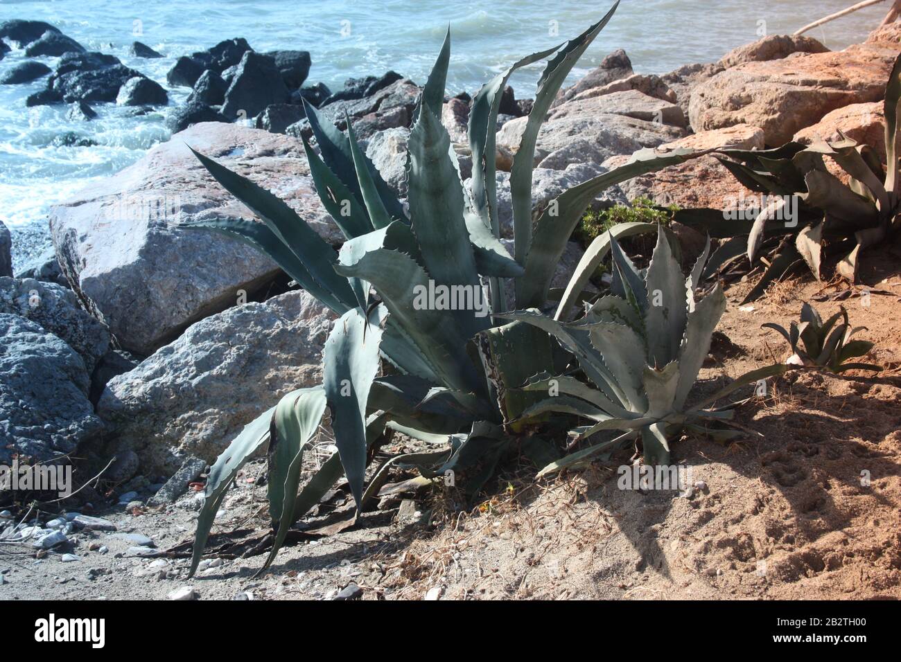 Eine große saftige Pflanze, die im trockenen Land vor dem Meer in der toskana wächst Stockfoto