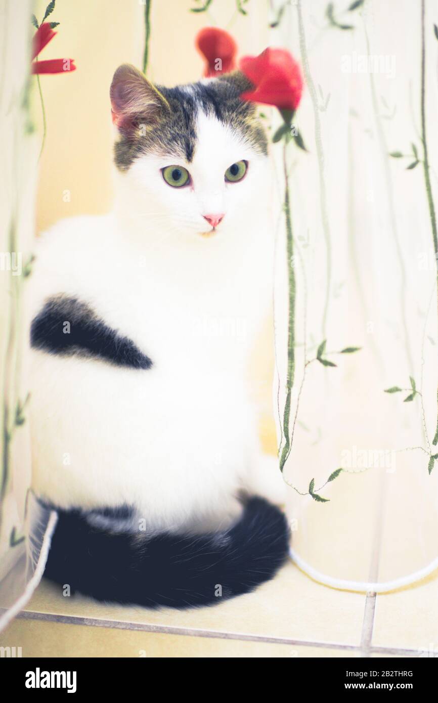Schöne weiße Katze sitzt auf der gefliesten in der Nähe von Tüll mit roten Blumen Stockfoto