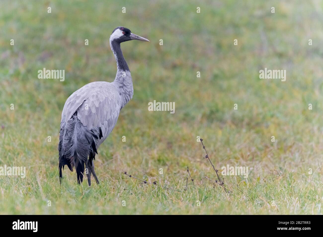 Gemeinsamer Kranich (Grus grus), Seitenansicht eines unreifen Stands auf dem Boden, Kampanien, Italien Stockfoto