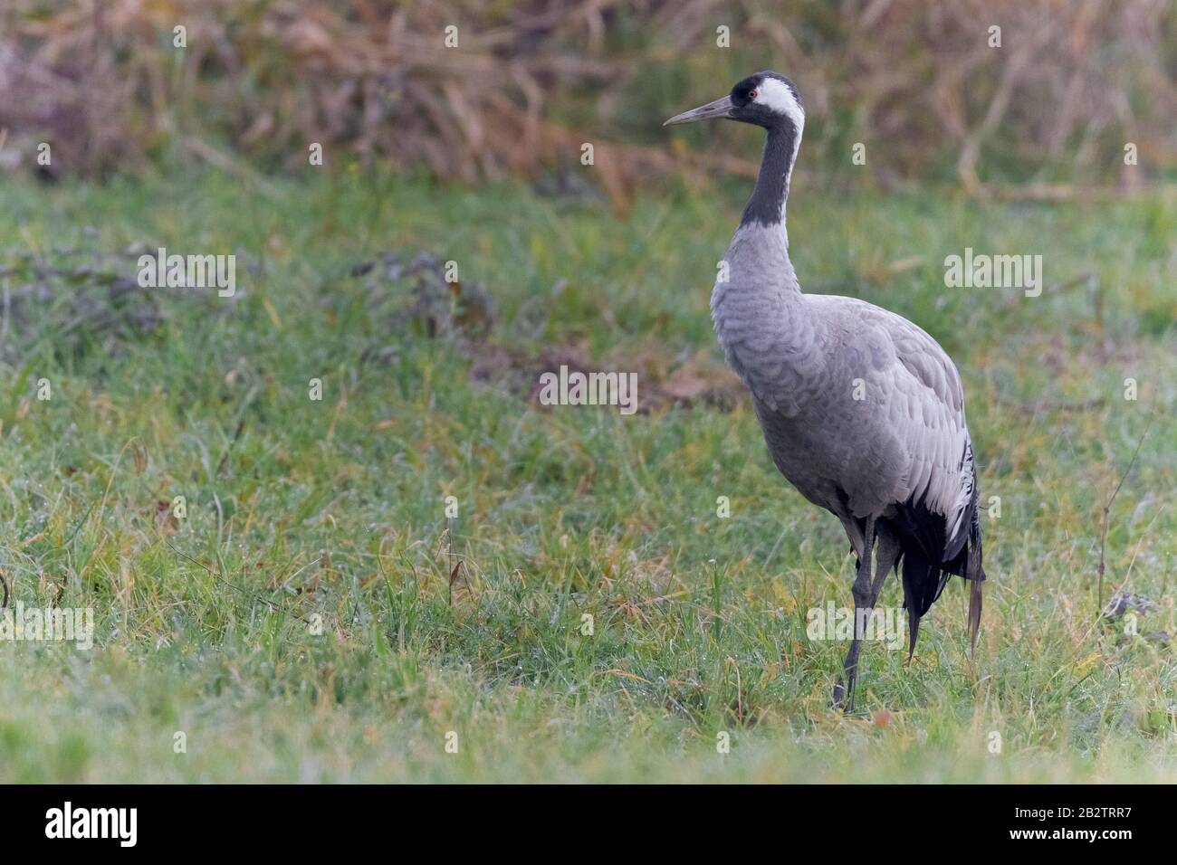 Gemeiner Kranich (Grus Grus), unreif, Kampanien, Italien Stockfoto