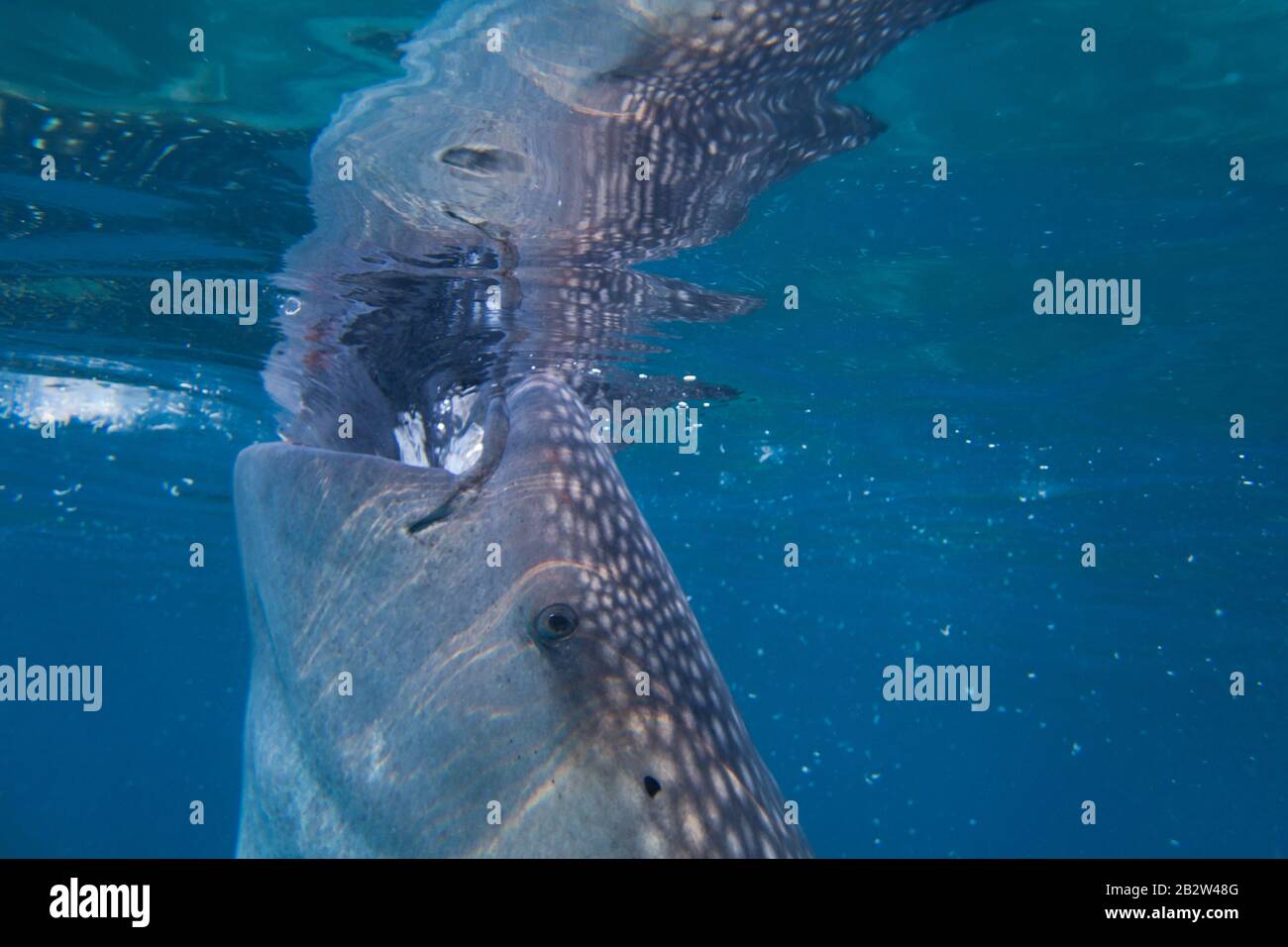 Walhai mit Nahaufnahme, saugt Wasser, Reflexion von der Oberfläche, unter Wasser. Stockfoto