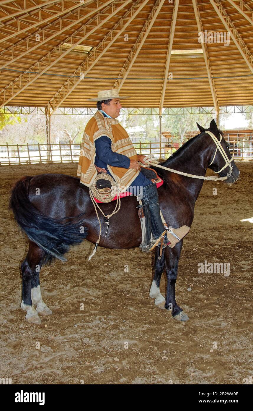 Chilenisches Cowboy-Reitpferd; Huaso; Porträt, mit traditioneller Kleidung, Chupalla, Poncho, Chamanto, Espuelas, Spurs, Estribos, Holzrührchen, Blac Stockfoto