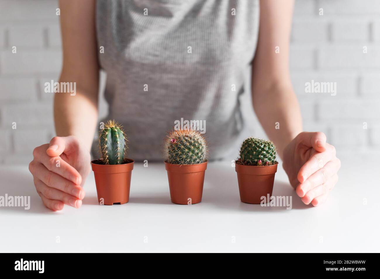 Die Hände der Frau verdecken drei kleine Kakteen. Wachsendes und pflegerisches Konzept Stockfoto