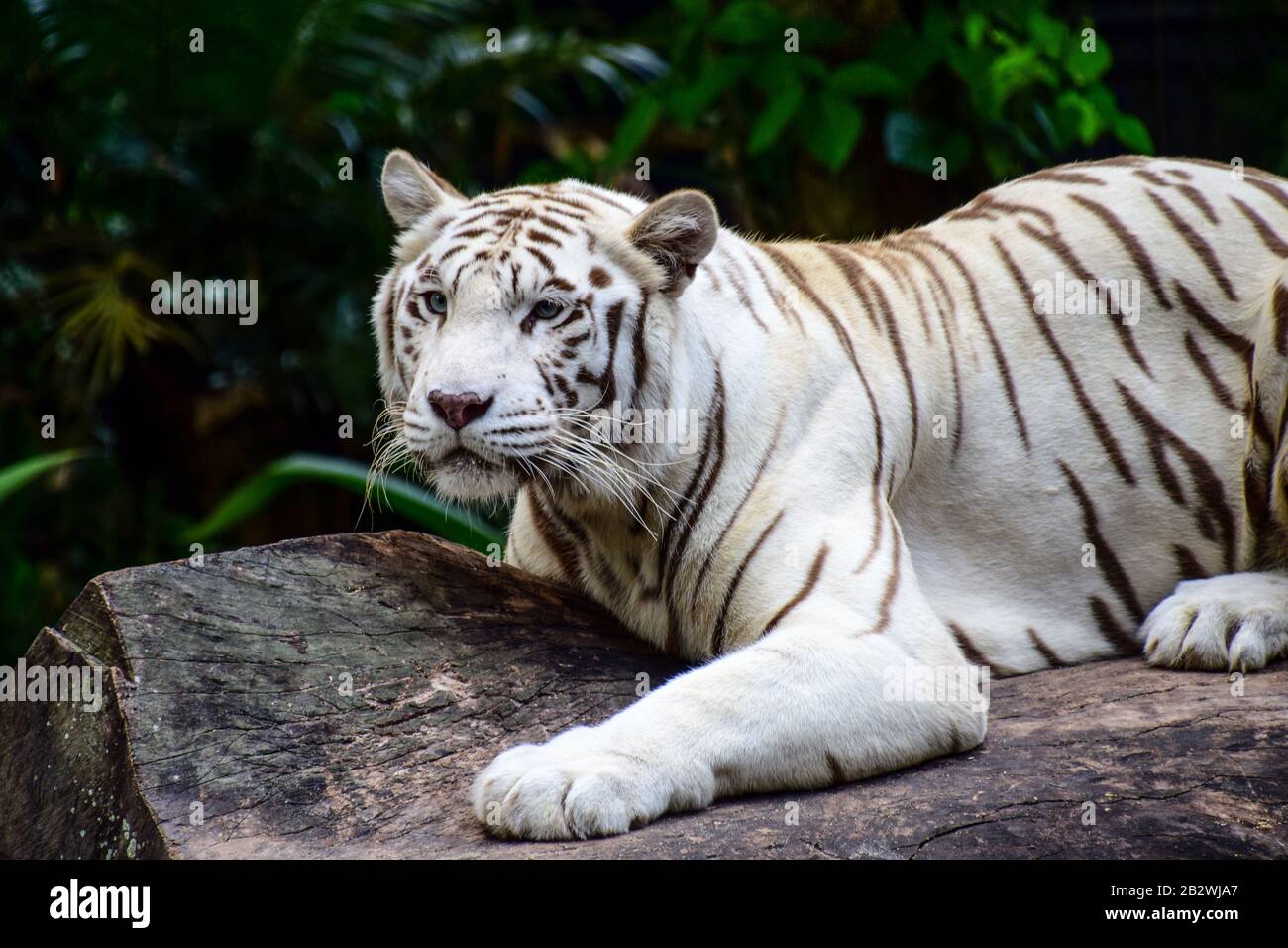 Weisse Tiger Blaue Augen Stockfotos Und Bilder Kaufen Alamy