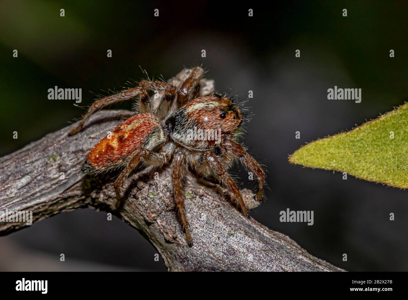 Springender Spider auf dem Ast Stockfoto