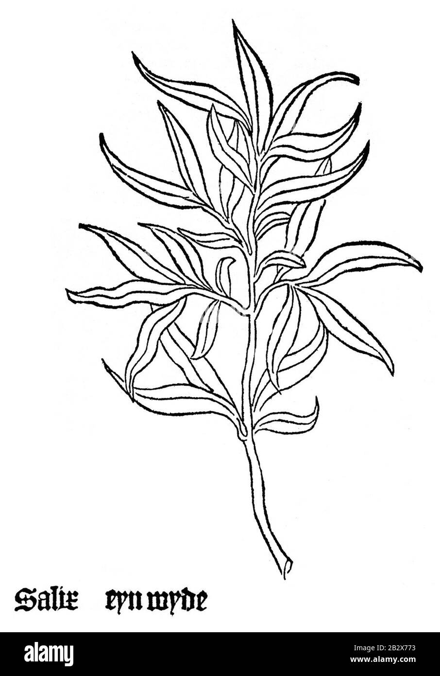 Gart Salix. Stockfoto