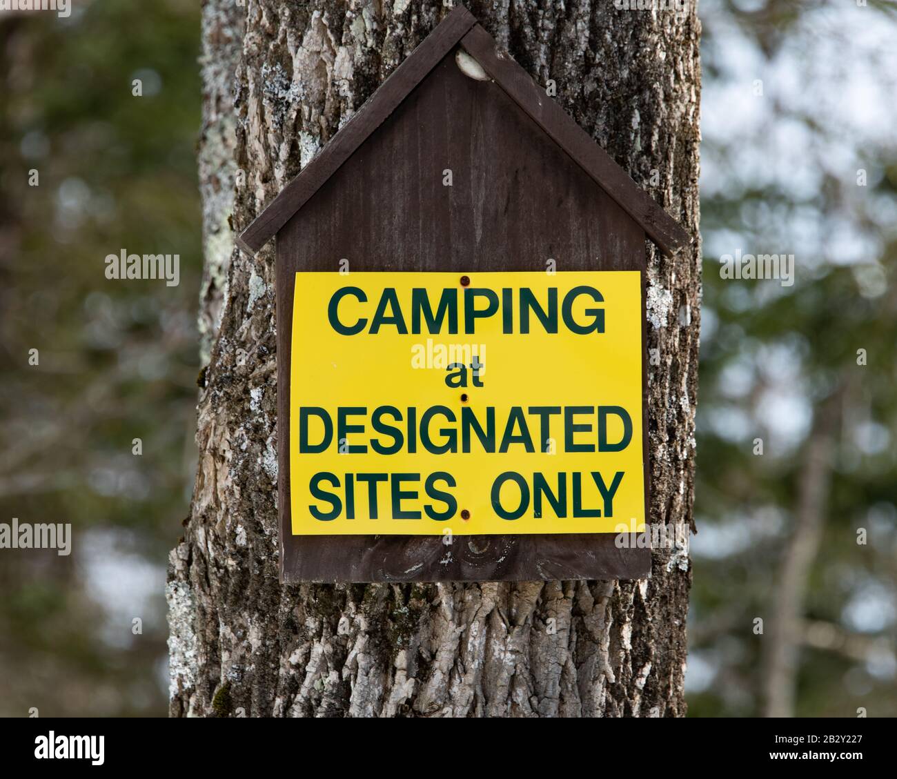 Leuchtend gelbes Schild, das den Camping an bestimmten Orten erklärt, der nur an einen Baum in der Wildnis der Adirondack Mountains genagelt ist. Stockfoto