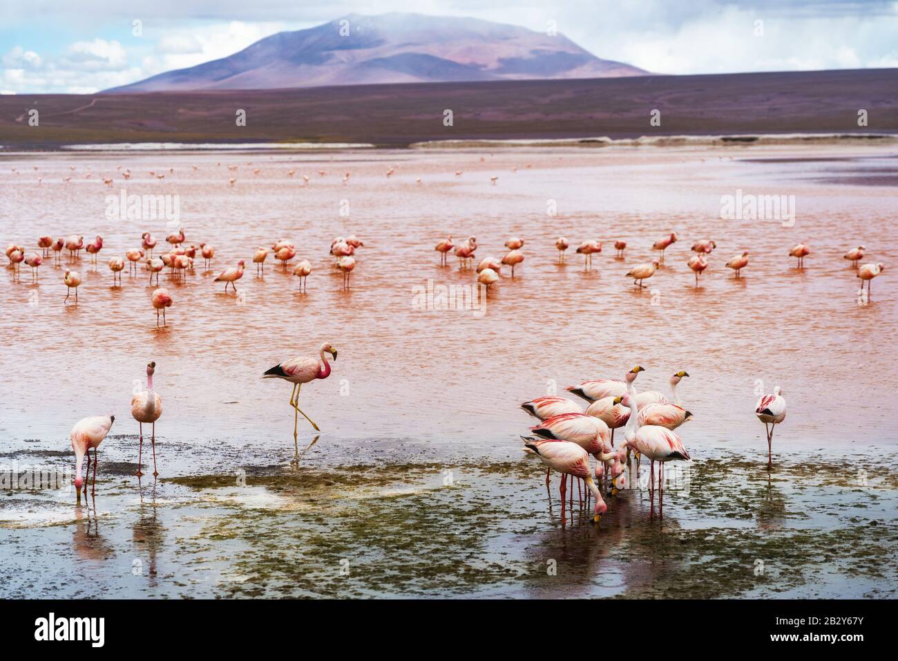 Flamingos in Laguna Colorada, Eduardo Avaroa Andenfauna National Reserve, Bolivien. Stockfoto