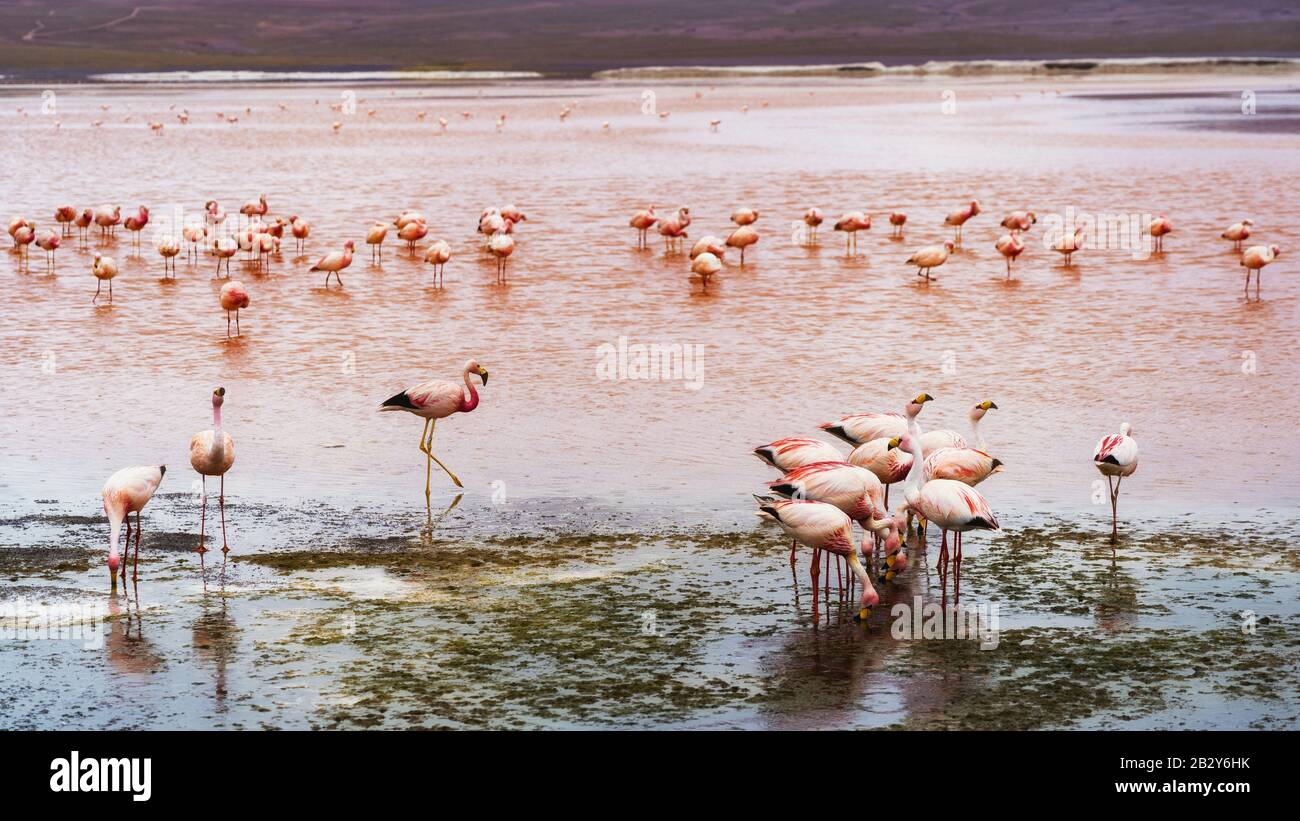 Flamingos in Laguna Colorada, Eduardo Avaroa Andenfauna National Reserve, Bolivien. Stockfoto