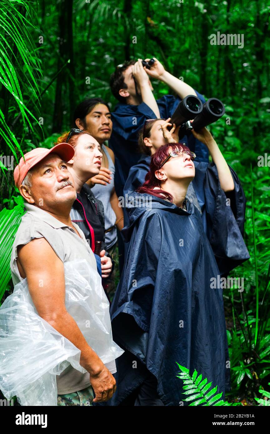 Die Menge Der Pilger Im Ecuadorianischen Dschungel Der Amazonas, Die Sich Mit Dem Native Guide Um Die Wildtiere Scheren Stockfoto