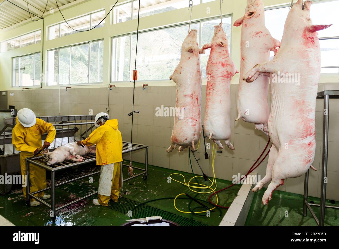 Schlachthof-Szene Mit Arbeitern Und Hängenden Tieren Auf Der Produktionslinie Eigentum Veröffentlicht Bild Stockfoto