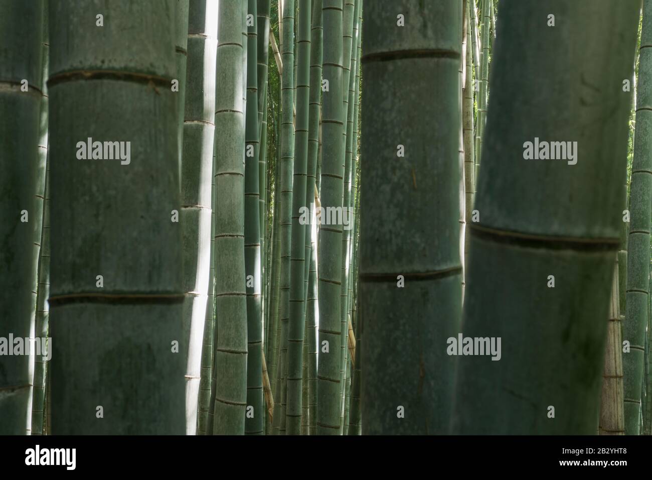 Der dicke Bambushain in Arashiyama, Kyoto, Japan Stockfoto