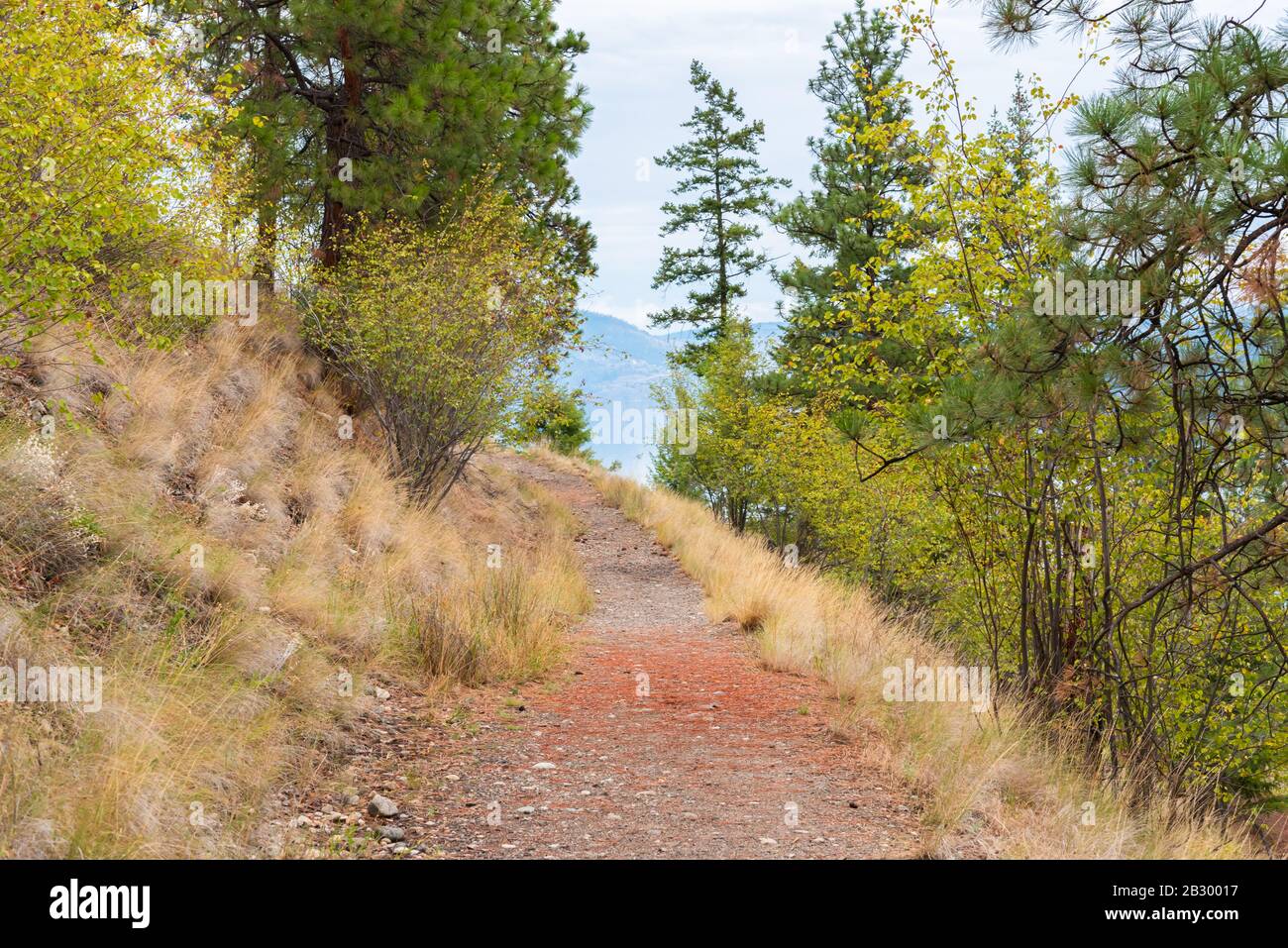 Bergwanderweg durch Wald mit Blick auf den Okanagan Lake im Herbst im Fintry Provincial Park Stockfoto