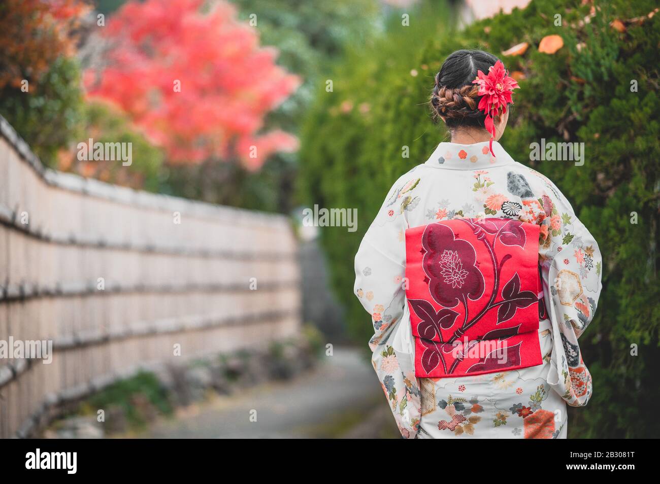 Junge Frauen, die im Herbst traditionellen japanischen Kimono mit bunten Ahorn-Bäumen tragen, sind berühmt in Herbst-Farbblättern und Kirschblüten im Frühjahr, Kyo Stockfoto