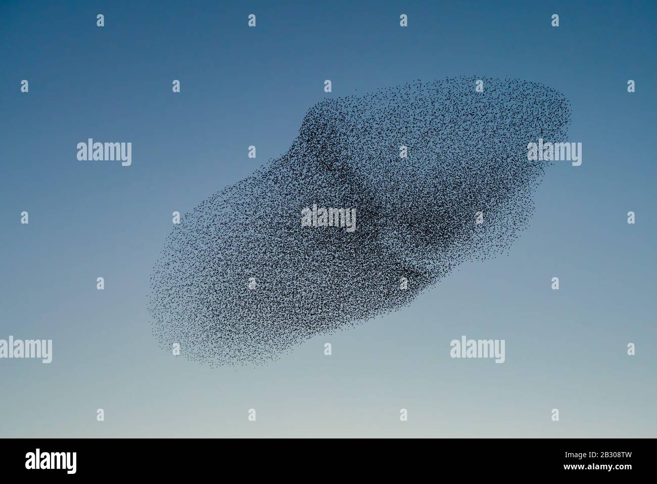 Schöne große Stare-Schar (Sturnus vulgaris), Geldermalsen in den Niederlanden. Stare versammelten sich in riesigen Wolken. Starling murmelt. Stockfoto