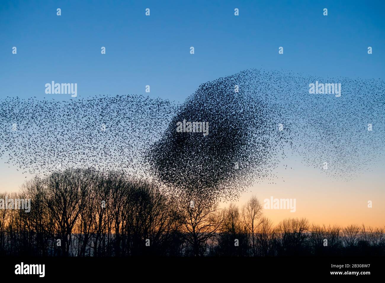 Schöne große Stare-Schar (Sturnus vulgaris), Geldermalsen in den Niederlanden. Stare versammelten sich in riesigen Wolken. Starling murmelt. Stockfoto