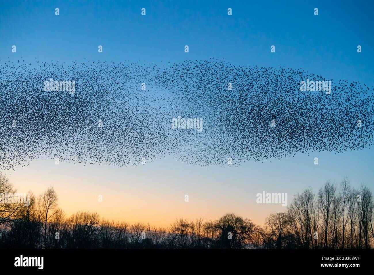 Schöne große Stare-Schar (Sturnus vulgaris), Geldermalsen in den Niederlanden. Stare versammelten sich in riesigen Wolken. Starling murmelt. Stockfoto