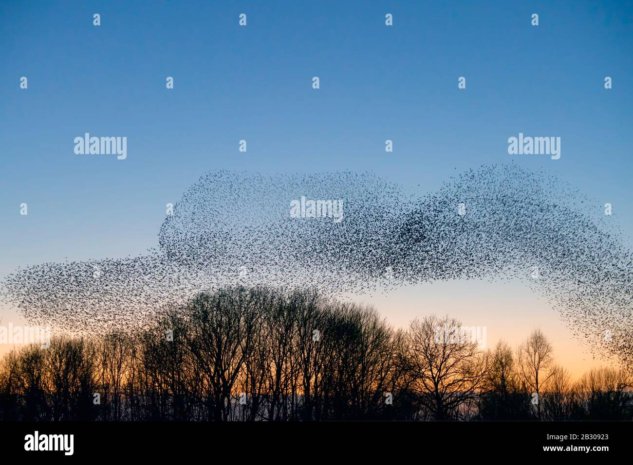 Schöne große Stare-Schar (Sturnus vulgaris), Geldermalsen in den Niederlanden. Stare versammelten sich in riesigen Wolken. Starling murmelt. Stockfoto