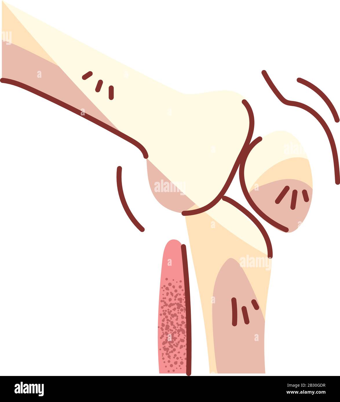 Knochen des Knies, Körperteil auf weißem Hintergrund Vektorgrafiken Stock Vektor