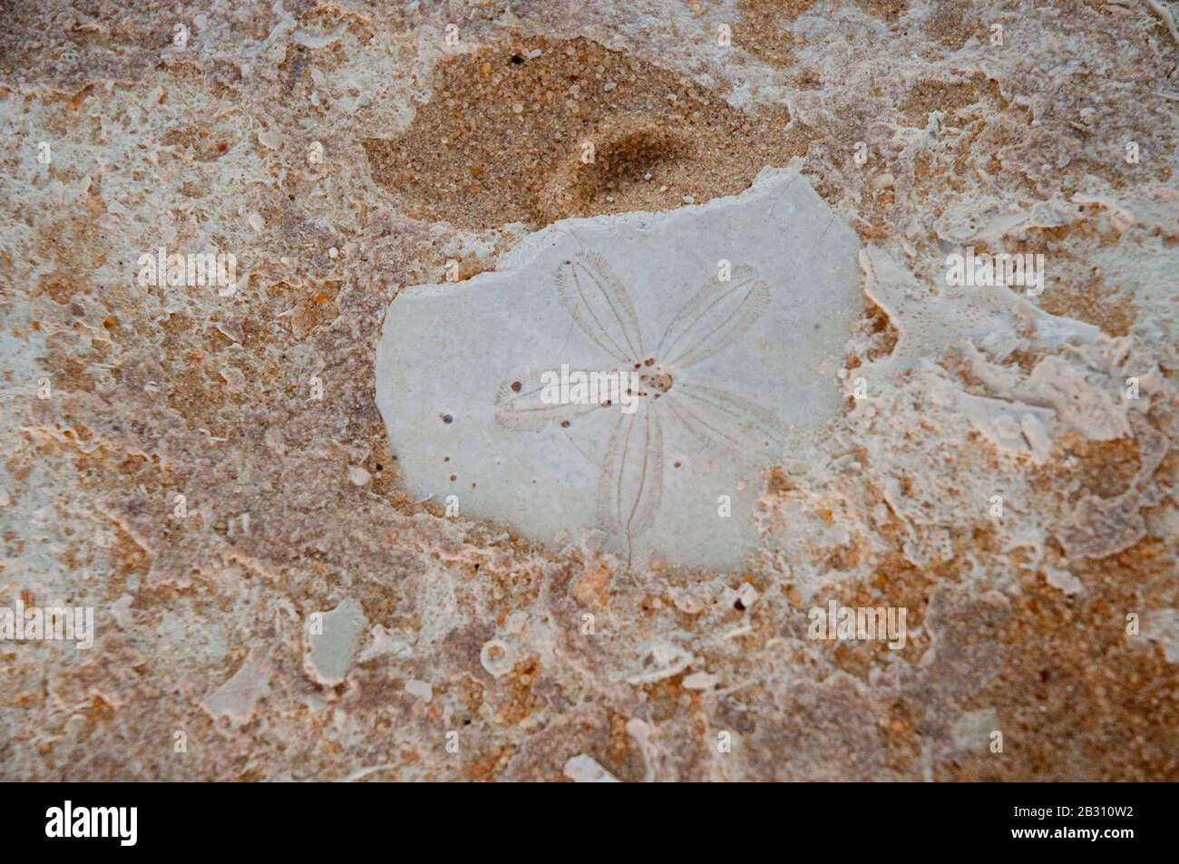 Echinoid-Fossil im Großen Sandmeer um die Oase Siwa, Ägypten, ausgesetzt Stockfoto