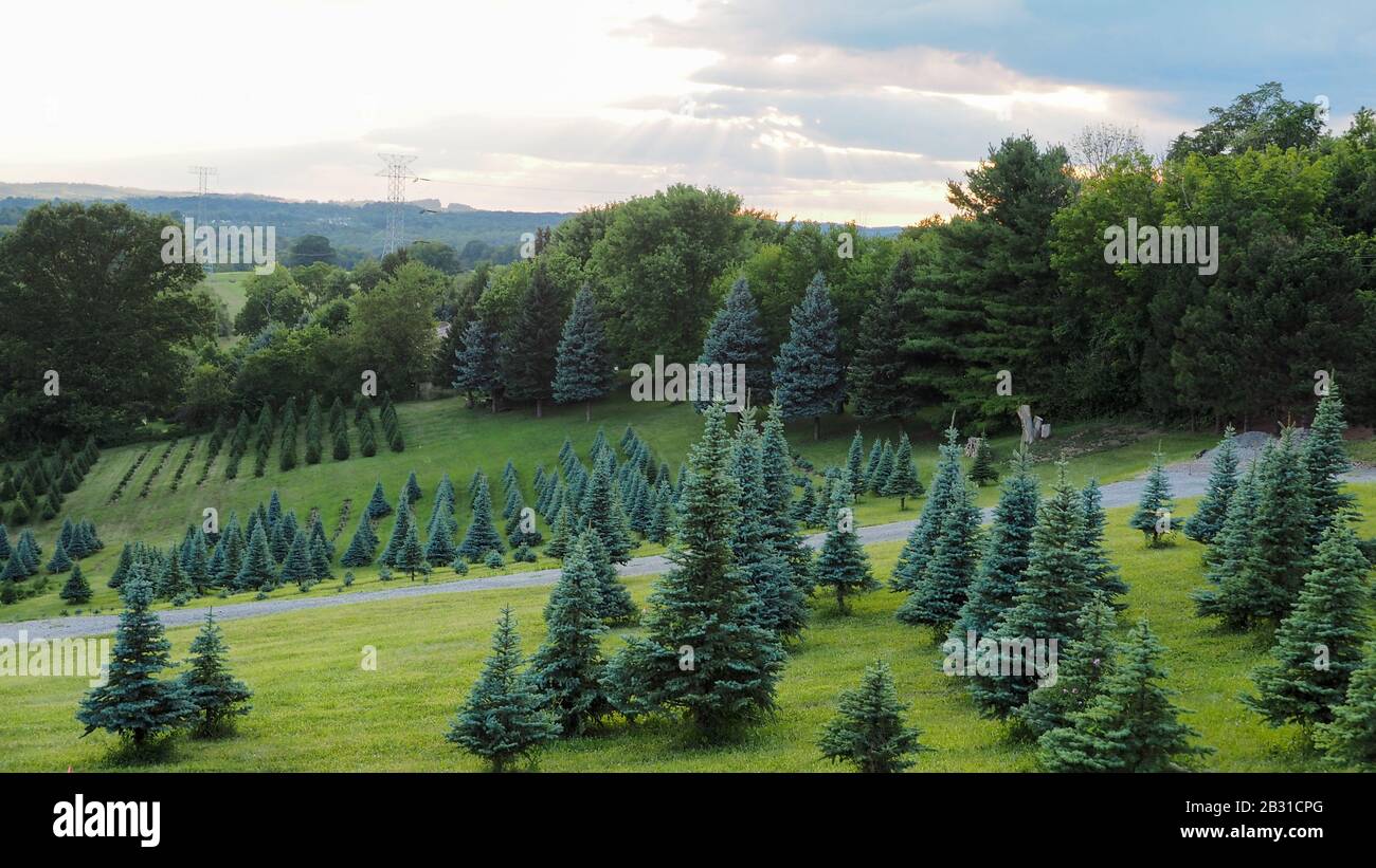Ever Green Tree Farm Pennsylvania Stockfoto